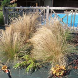 Stipa tenuissima 'Pony Tails'